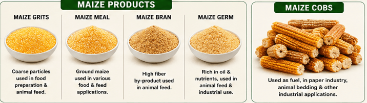Maize Products & By-products